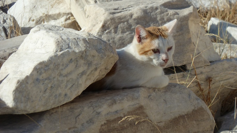 Acropolis cat 3.JPG